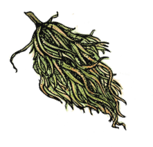 Illustration of cannabis sativa bud