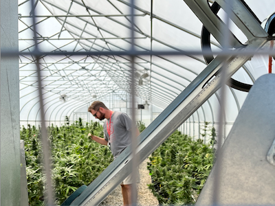 <p>Photo of marijuana plants inside greenhouse</p>
