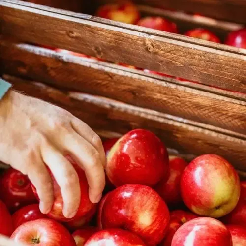 Picking apple out of wooden crate