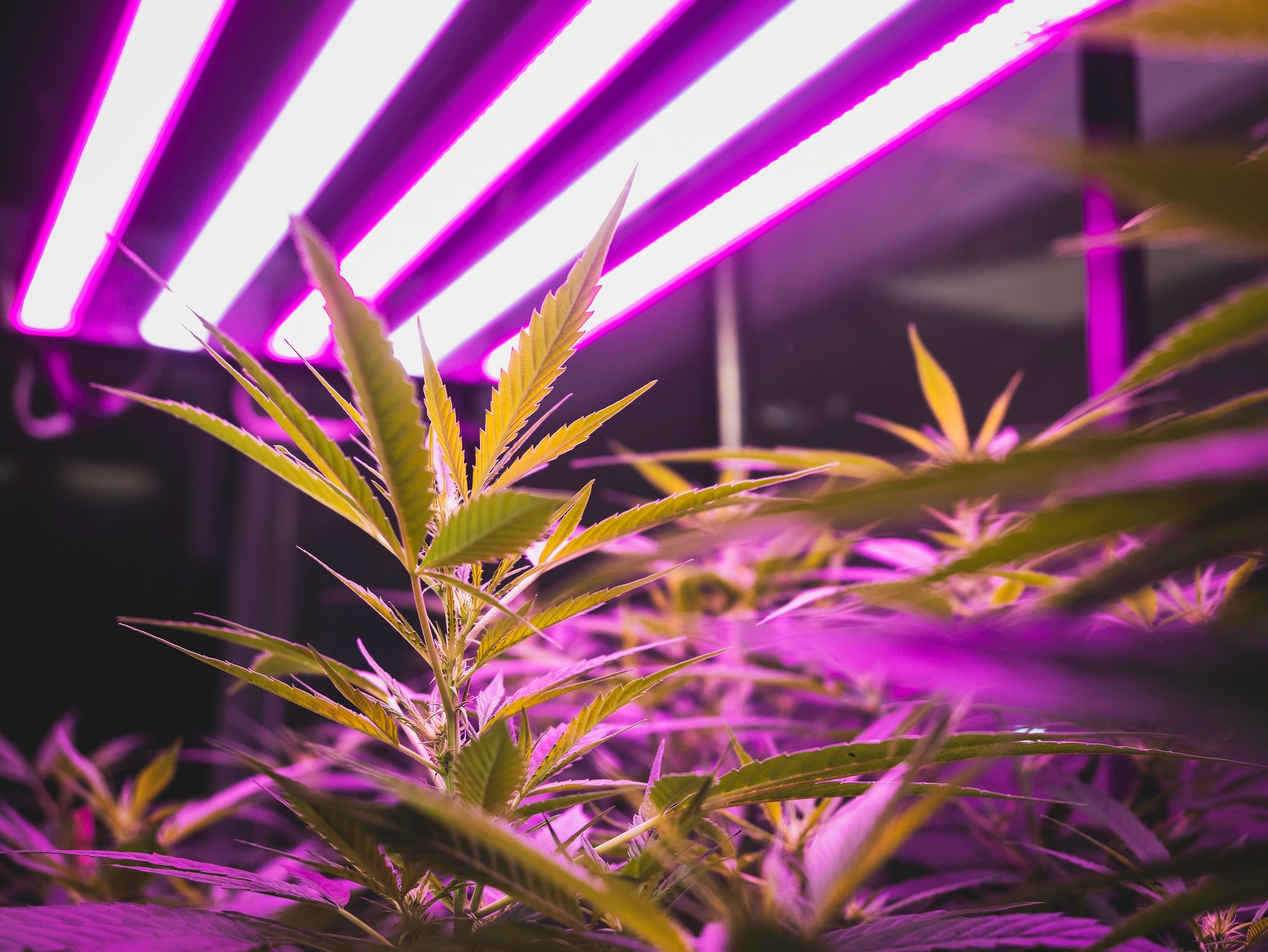 Cannabis plants growing indoors underneath grow lights