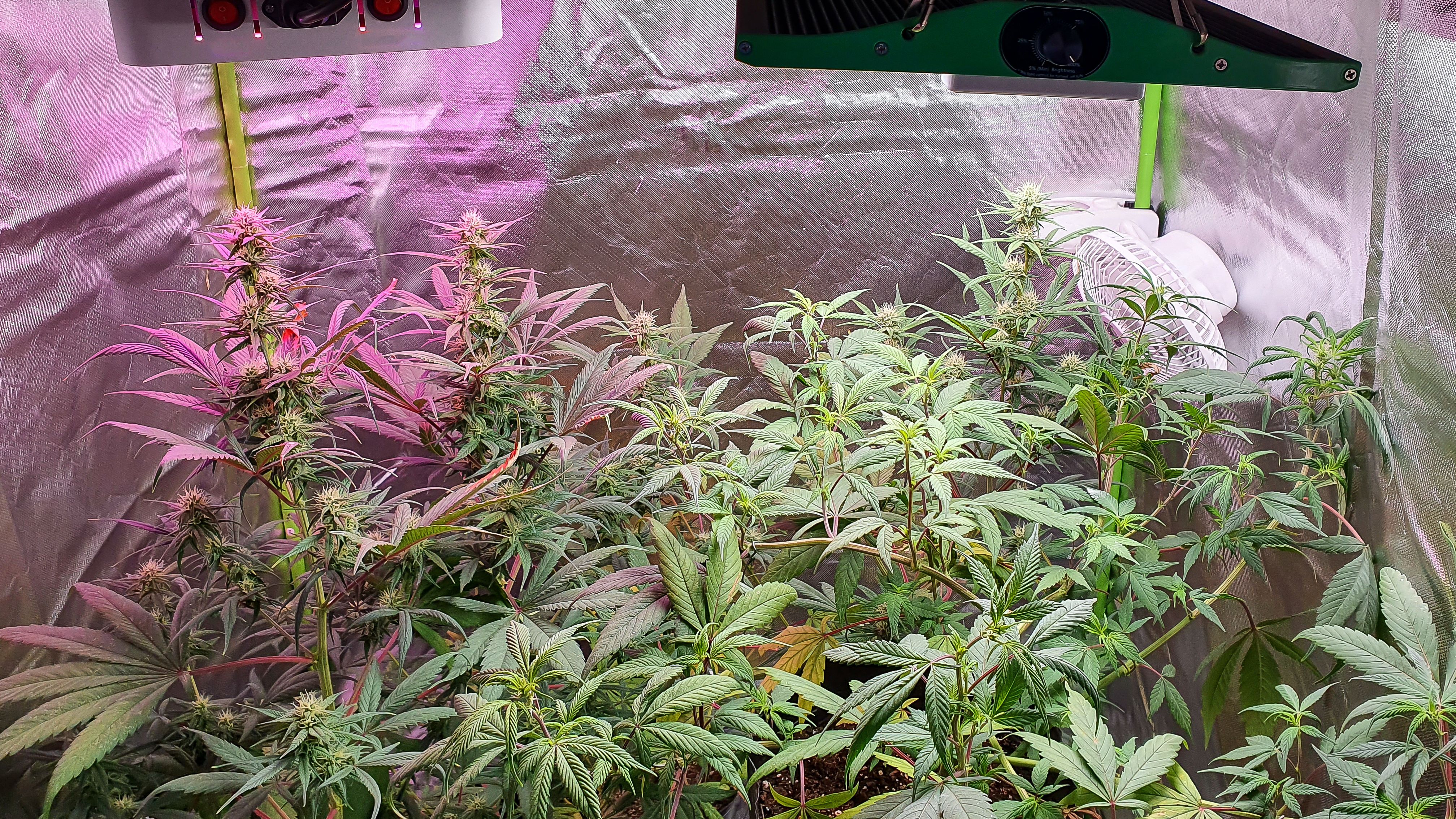 Indoor cannabis cultivation in grow tent