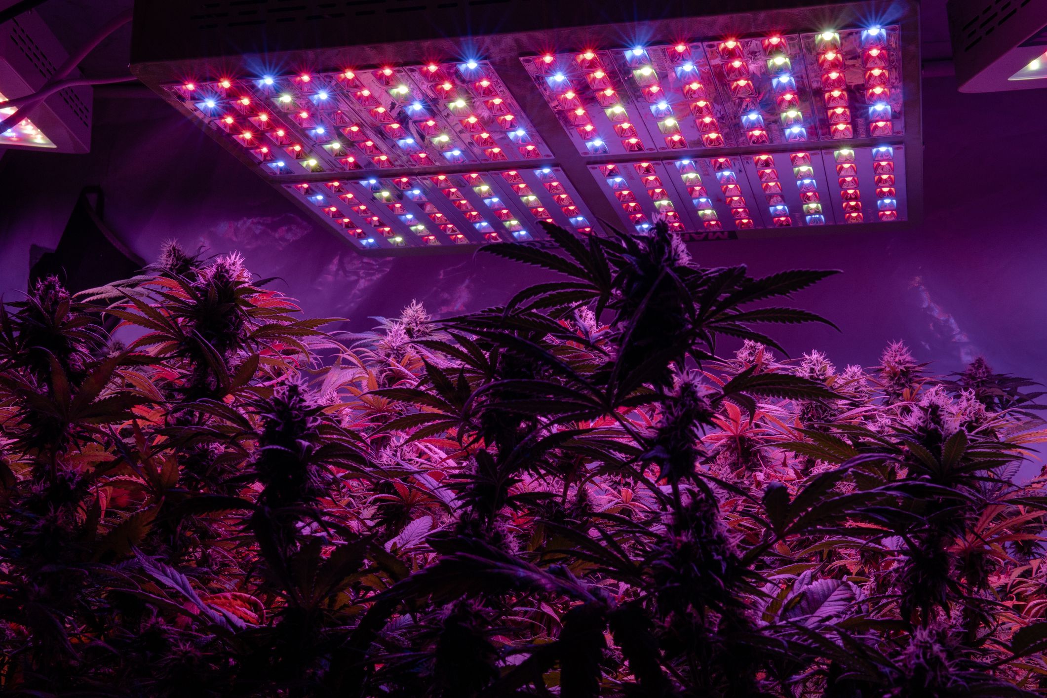 LED grow lights over cannabis plants