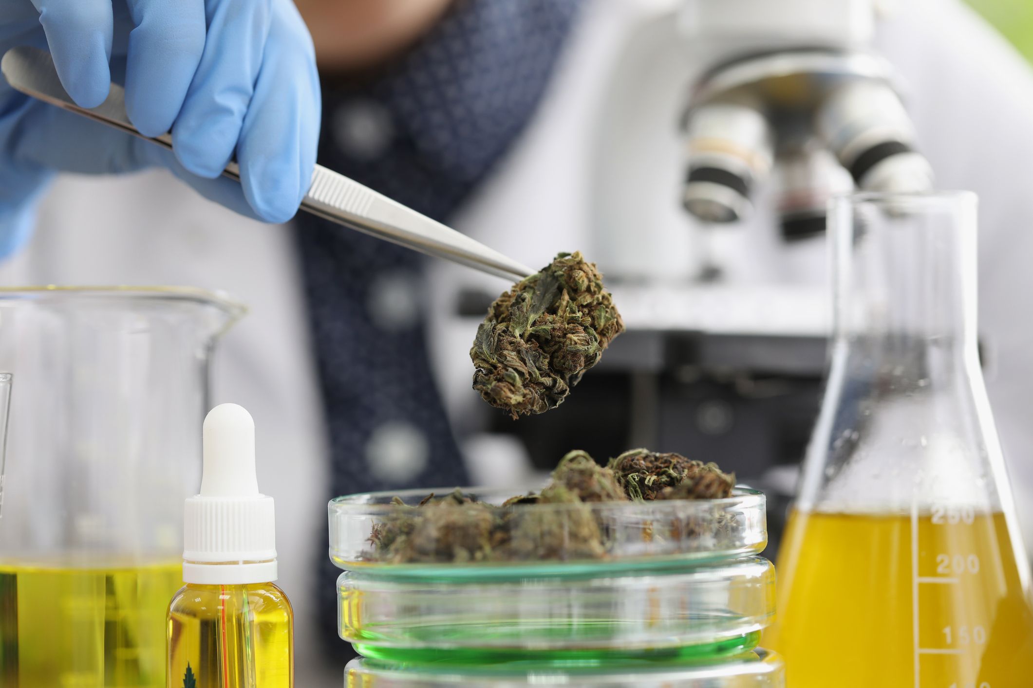 Glass container with marijuana buds on it placed for laboratory investigation
