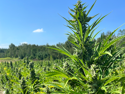 Outdoor field of cannabis plants