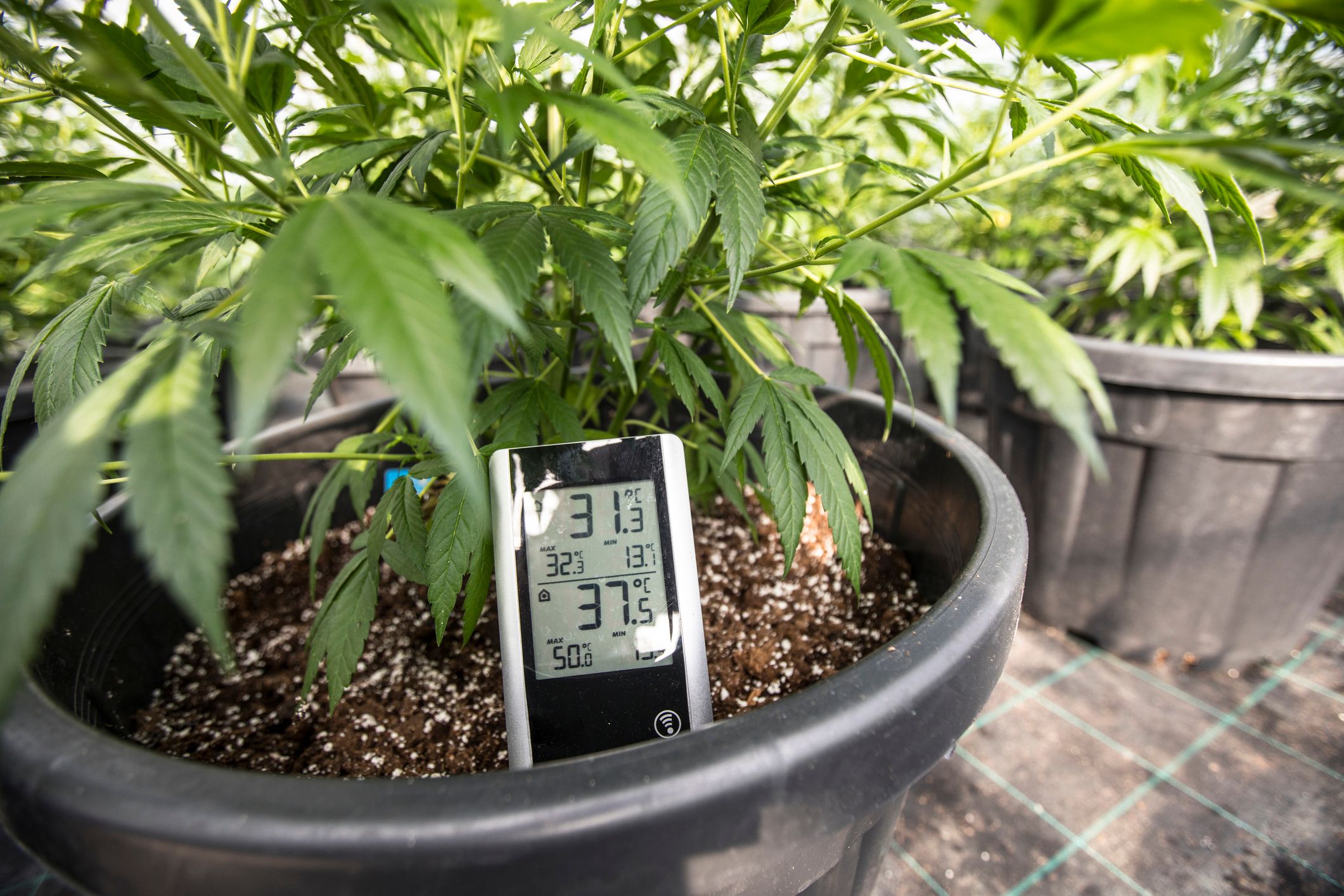 Digital thermometer in flower pot next to cannabis plant