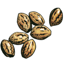 Seeds