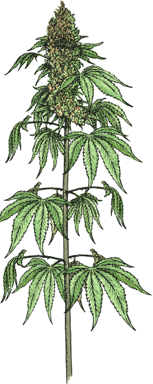 Cannabis indica buds and leaves
