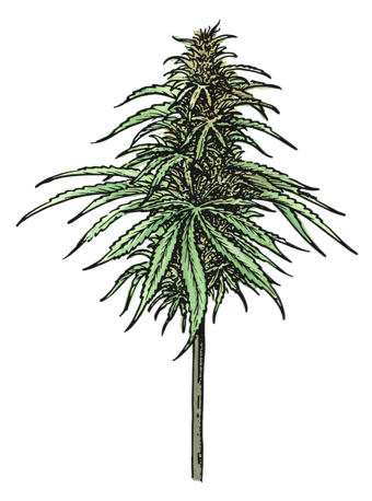 Illustration of a sativa bud and leaves