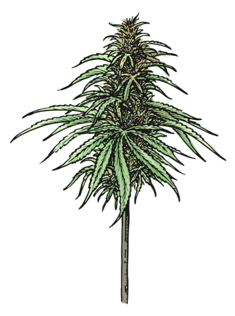 Illustration of sativa plant