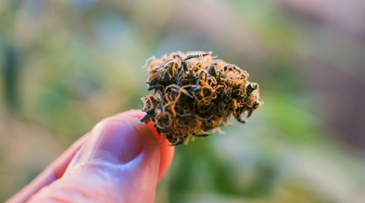 Finger holding cannabis bud