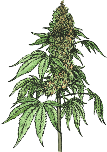 Illustration of cannabis plant
