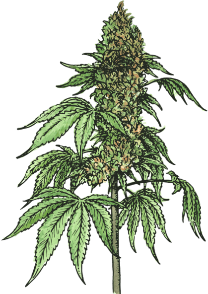 Cannabis plant