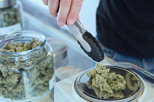 <p>Photo of a hand using tongs to place cannabis on a scale</p>
