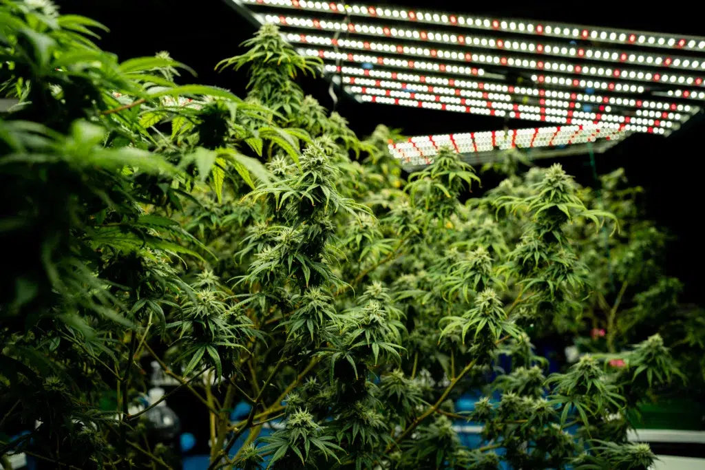 Cannabis plants with dense buds growing indoors under bright LED grow lights.