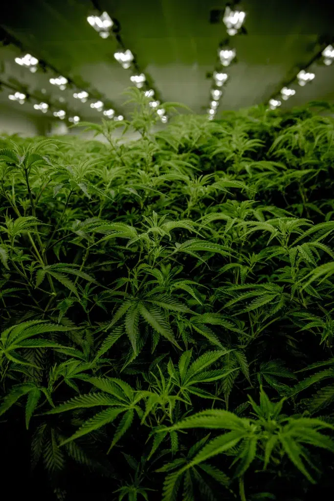 Dense green cannabis plants growing indoors under rows of bright, overhead grow lights.