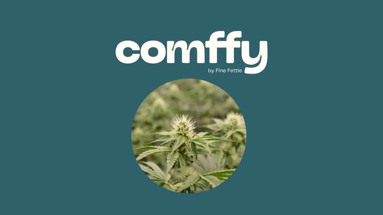 Comffy: Cannabis Made for Comfort