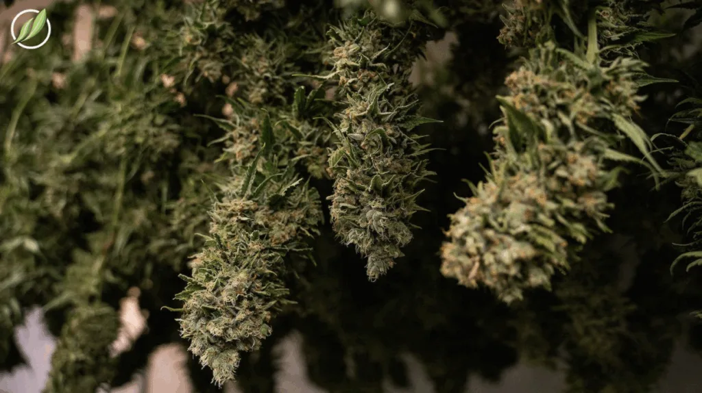Exploring Cannabis Sativa Strains