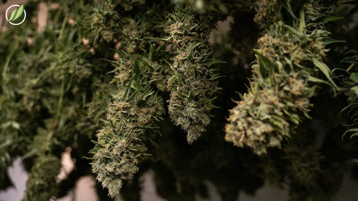 Exploring Sativa Strains: Focus and Energize