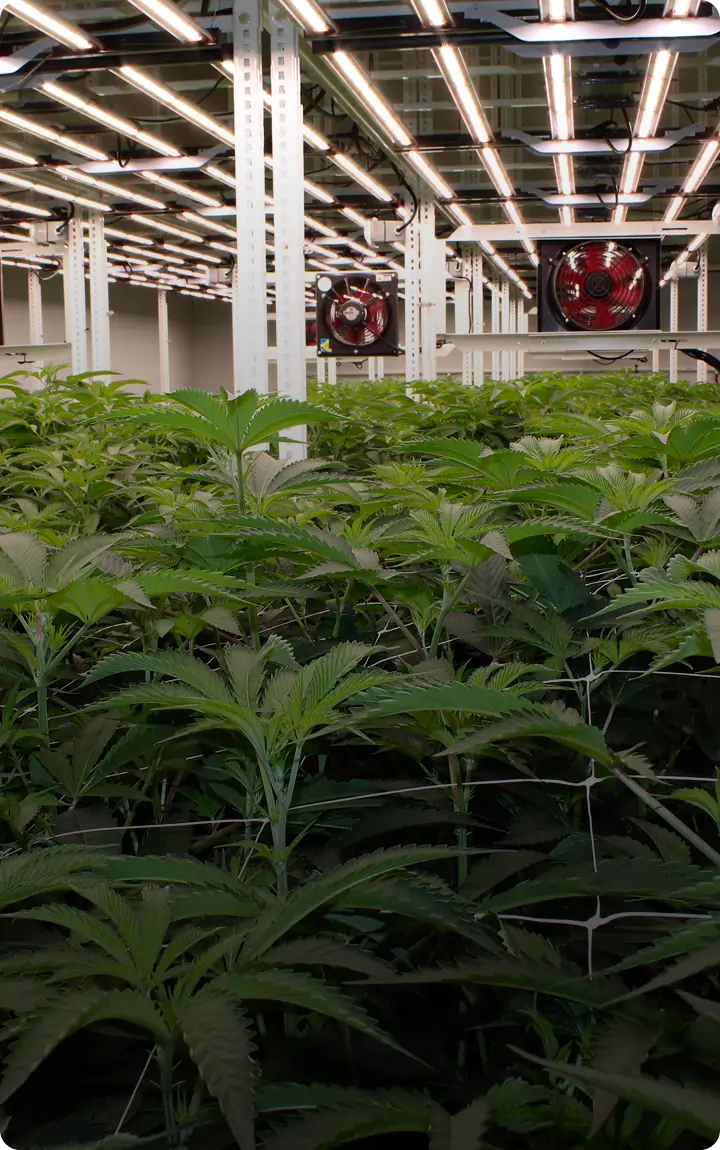 Rows of cannabis plants grow indoors under bright LED lights inside a Georgia dispensary, with large ventilation fans mounted on the walls in the background.