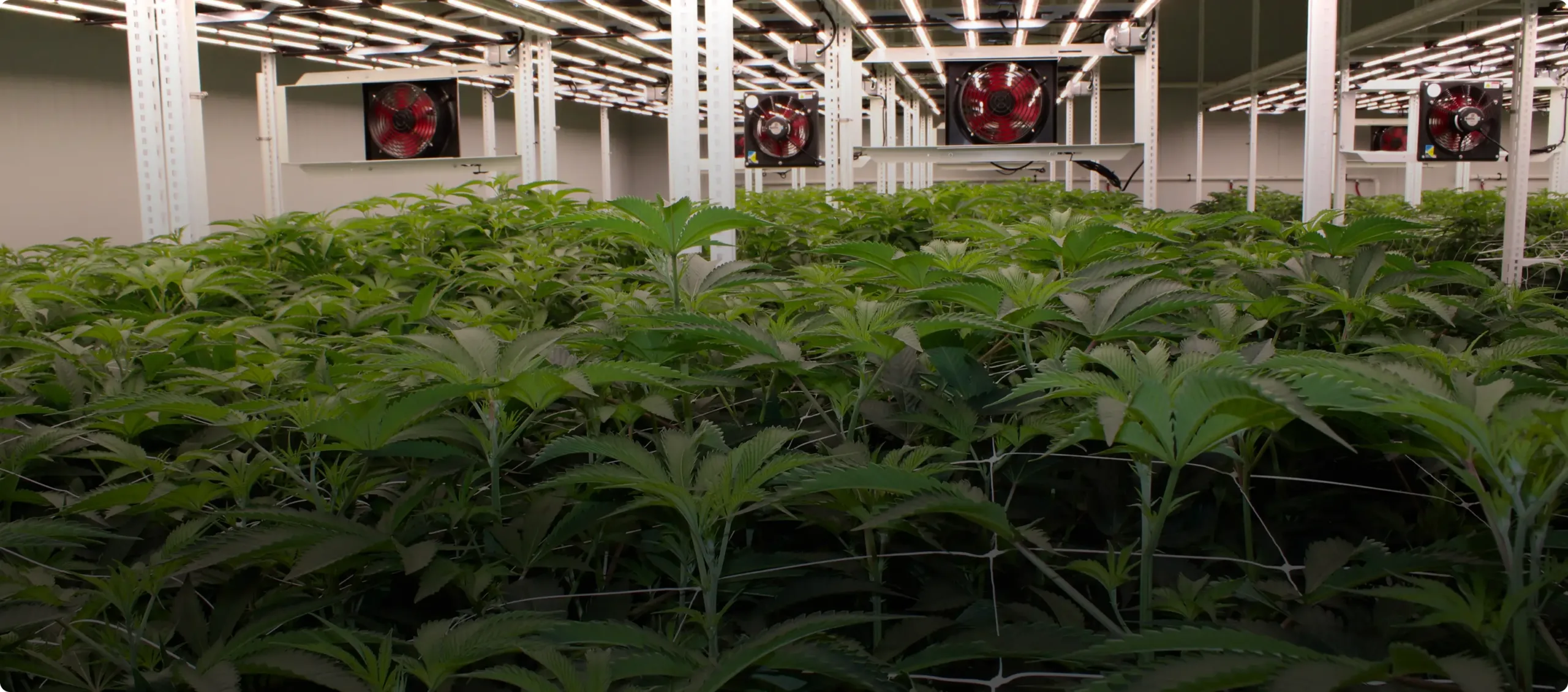 Rows of lush green plants thrive under bright LED lights in this Georgia dispensary, with large red fans mounted on the back wall for optimal ventilation.