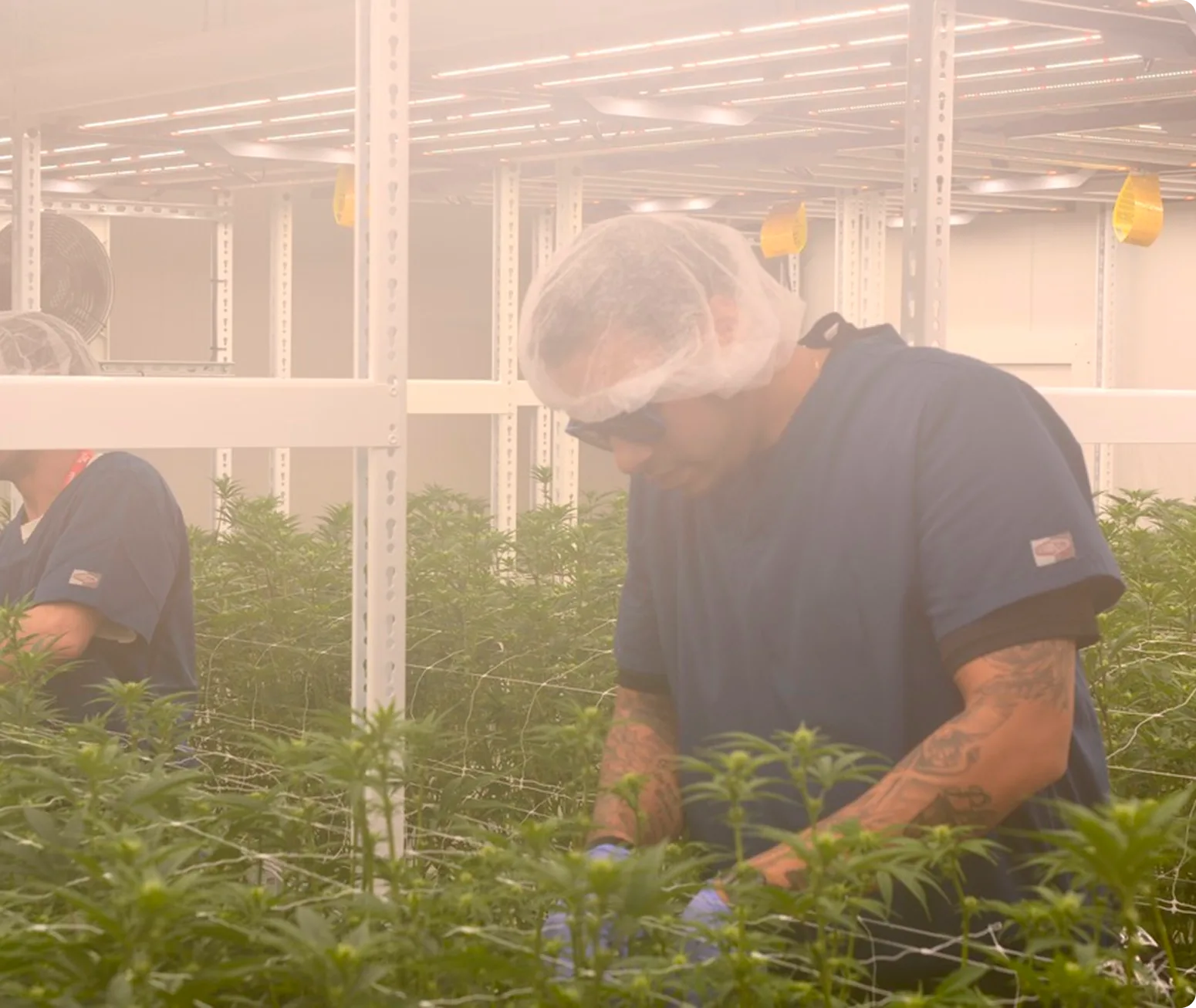 A person in a hairnet, sunglasses, and gloves tends to cannabis plants under bright lights at an indoor facility supplying various dispensary locations.
