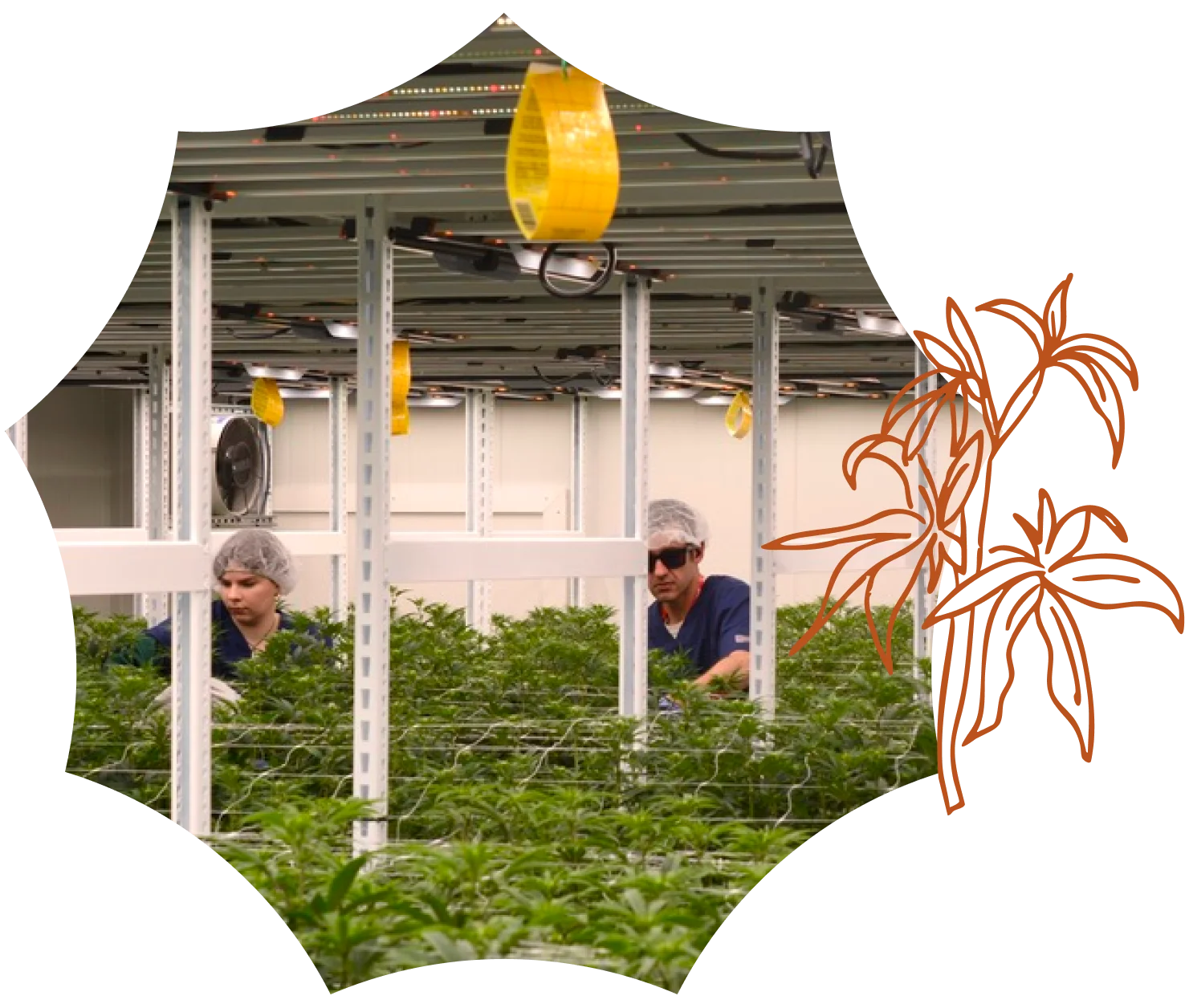 Two people in hairnets and lab coats work in a Connecticut cannabis cultivation facility surrounded by lush green plants and grow lights overhead.