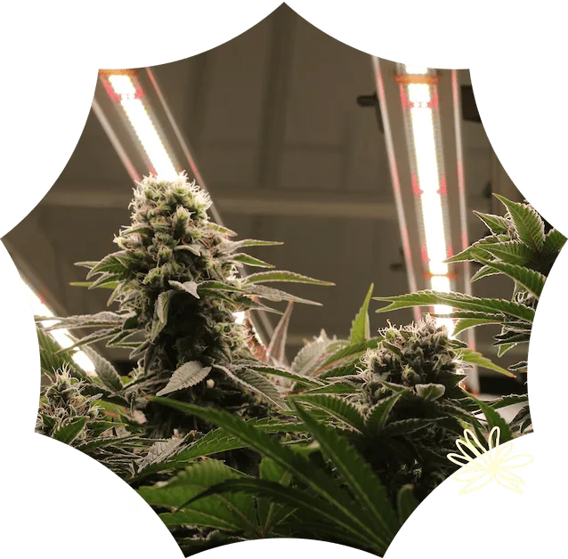 Close-up of a flowering Georgia cannabis plant with dense buds, green leaves, and grow lights shining overhead in an indoor grow space.