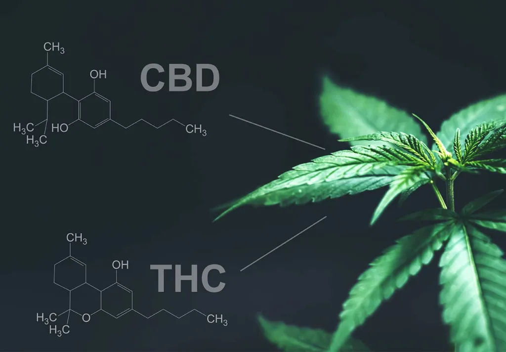 A cannabis leaf with labeled diagrams showing the chemical structures of CBD and THC on a dark background.