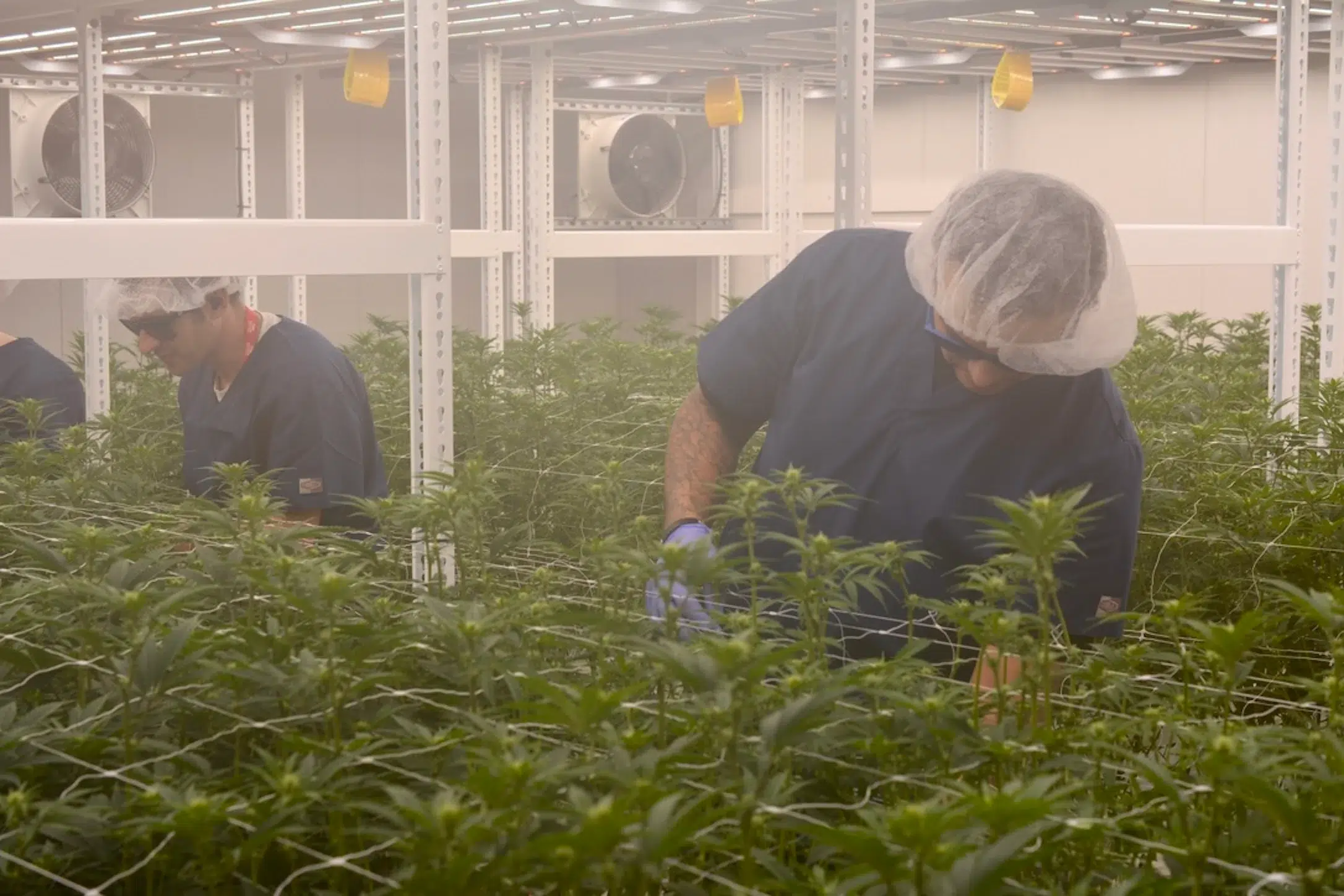 Two workers in hairnets and gloves tend to cannabis plants inside a large indoor grow facility, ensuring quality cannabis products under bright lights and ventilation fans.
