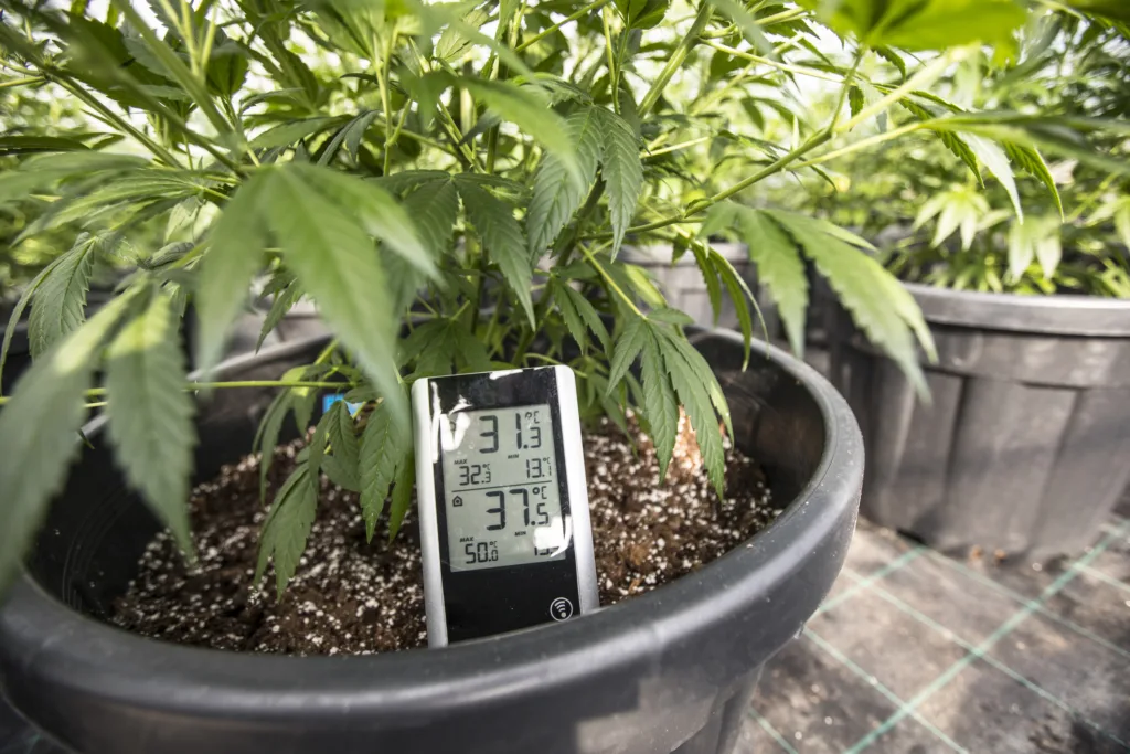 Digital thermometer in flower pot next to cannabis plant