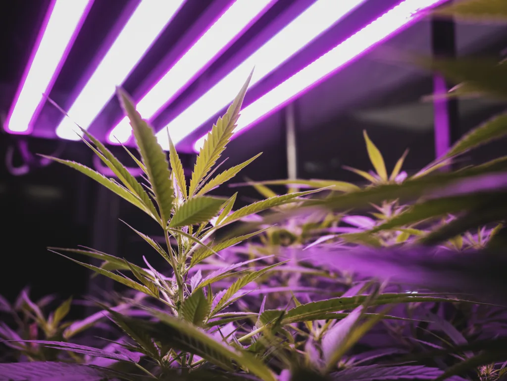 Cannabis plants growing indoors underneath grow lights