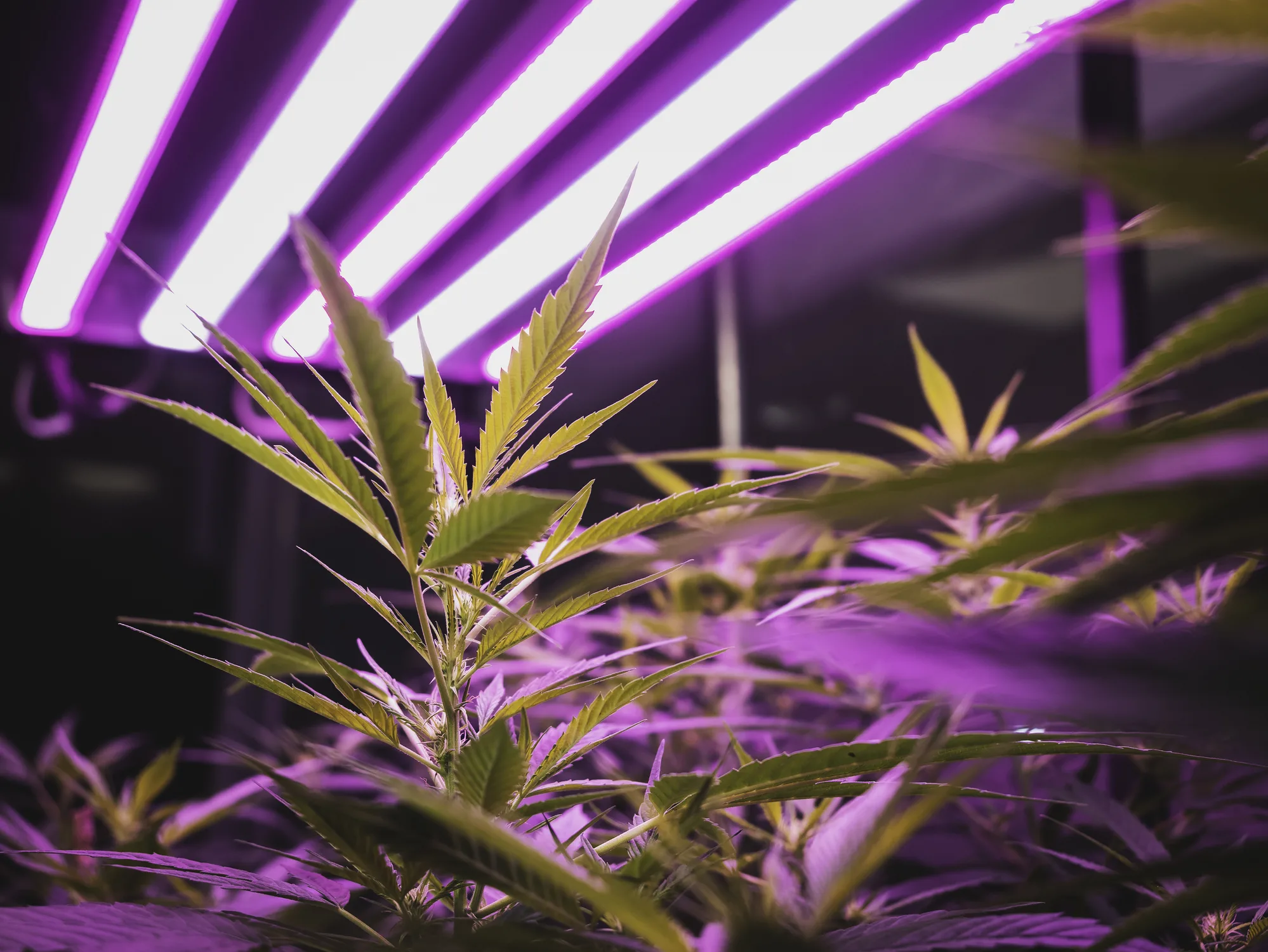 Your Guide to Growing Cannabis Indoors at Home: Legal Tips and How-To (Connecticut Edition)