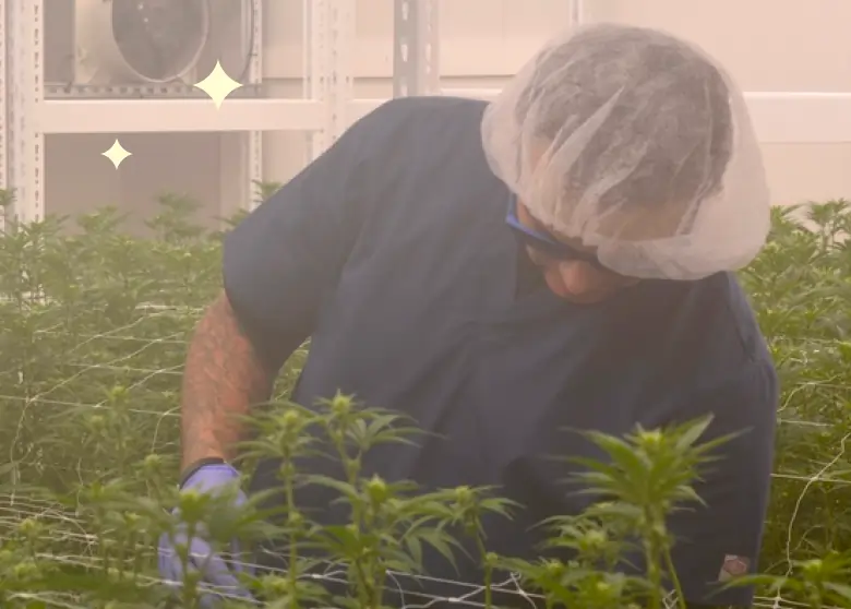 A person wearing a hairnet, gloves, and scrubs tends to medical marijuana in CT plants in an indoor grow facility.