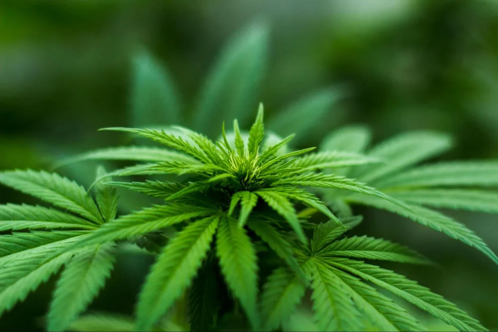 Close-up of a vibrant green cannabis plant with pointed leaves and serrated edges, set against a blurred natural background.