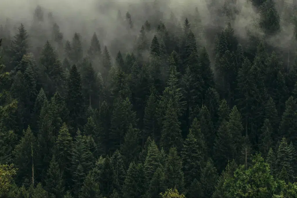 Dense evergreen forest with tall pine trees shrouded in mist and fog, creating a moody and atmospheric natural scene.