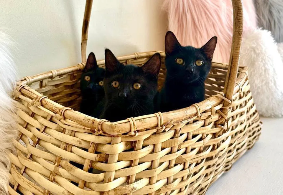 Three black kittens sit together inside a woven wicker basket, looking forward, with fluffy white and pink cushions in the background.