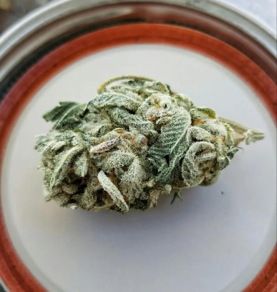 Close up of a dried cannabis bud with visible trichomes sitting on top of a metal lid