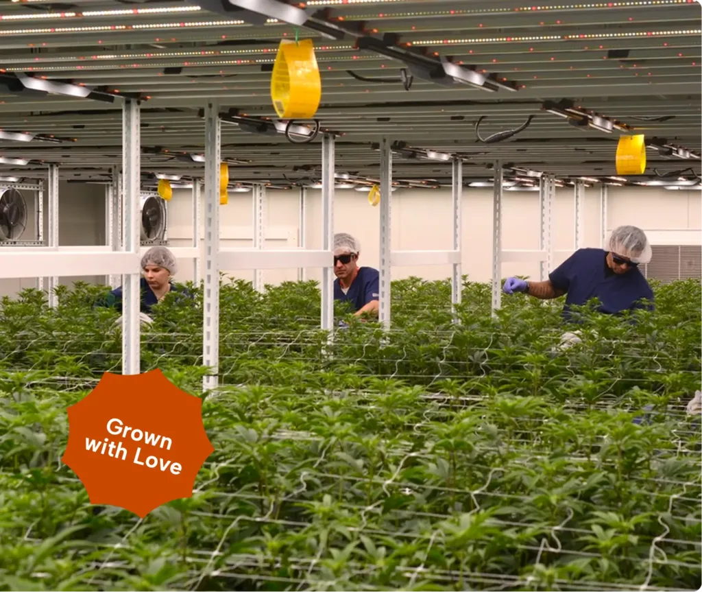 Three people tending to rows of green plants in an indoor grow facility, with yellow sticky traps hanging above and a Grown with Love label in the corner.