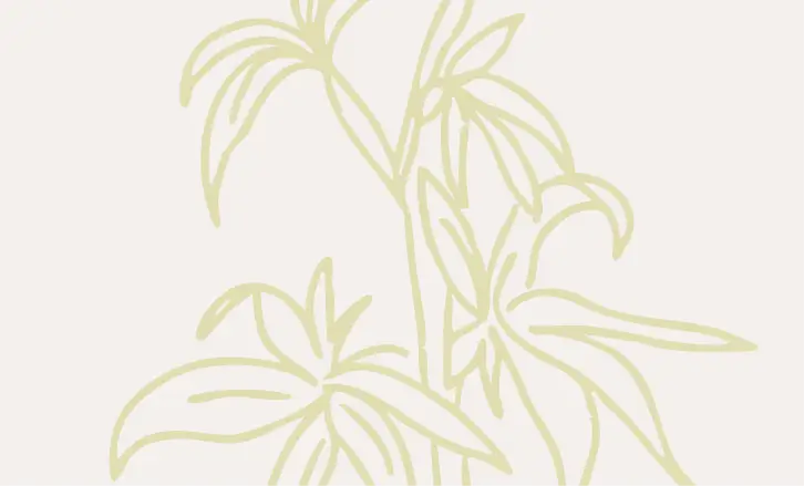 Simple line drawing of a leafy plant with multiple long, narrow leaves, illustrated in light yellow on a plain white background.