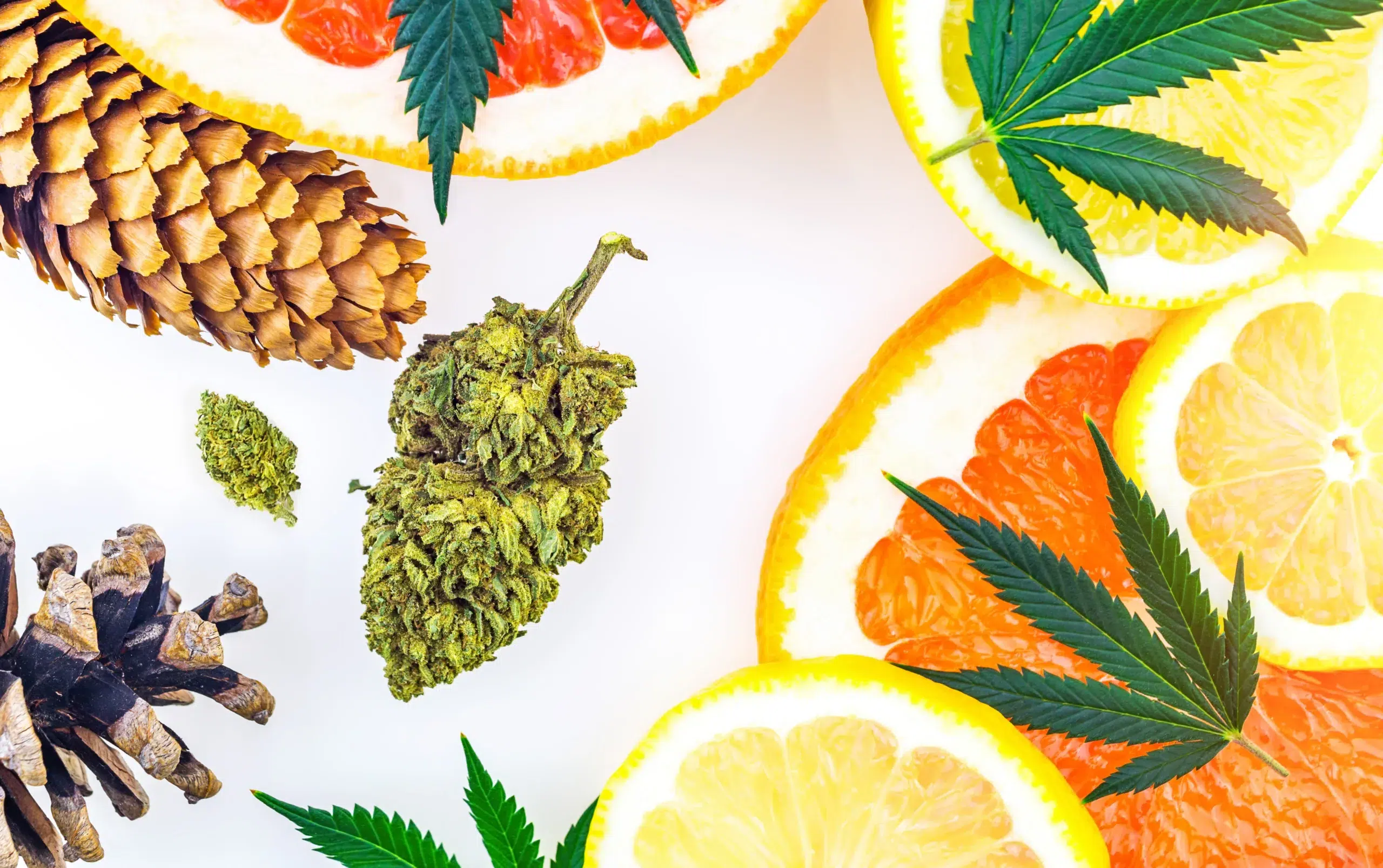 Terpenes 101: Aroma & Flavor in Cannabis Experience