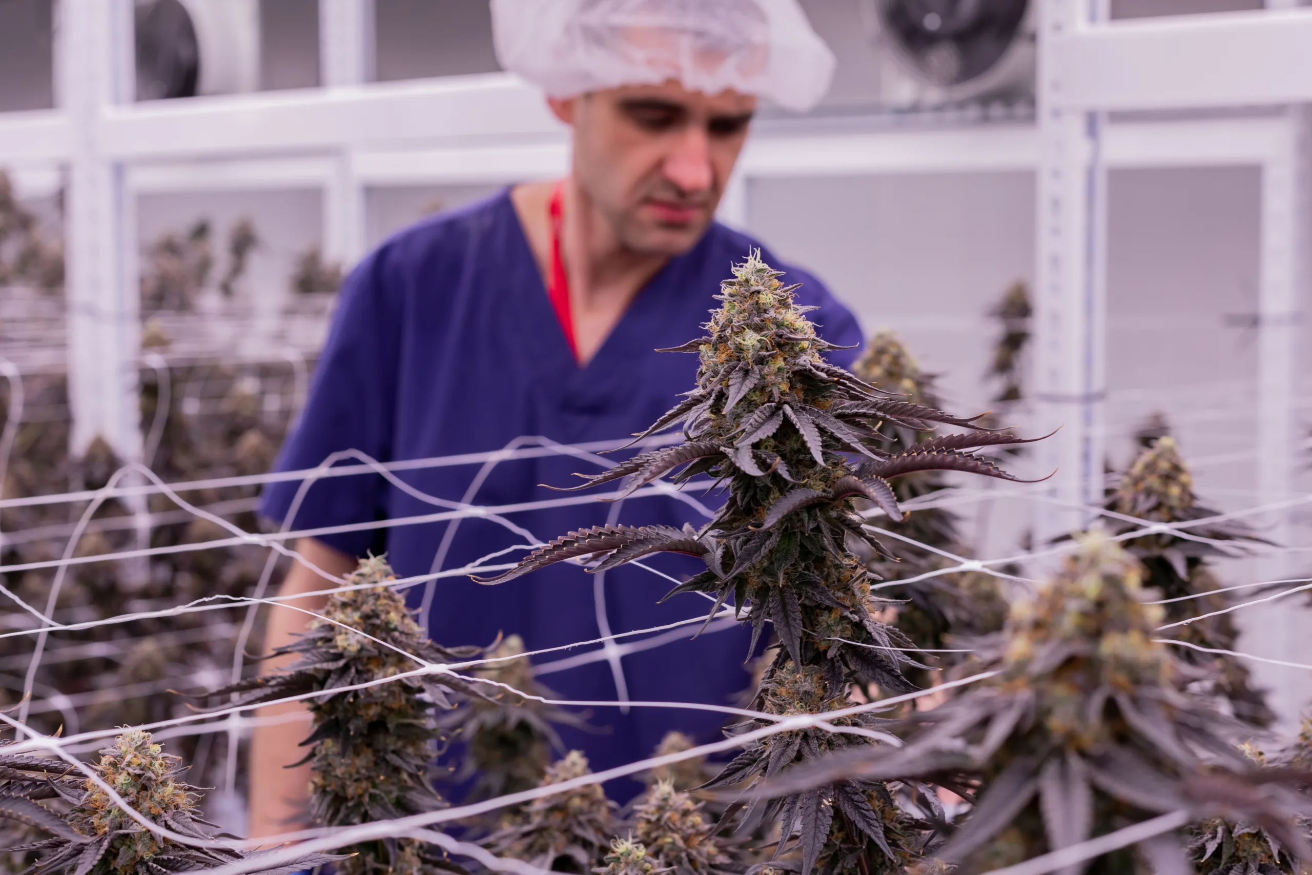 A person in scrubs and a hairnet inspects cannabis plants growing indoors, supported by a net trellis.