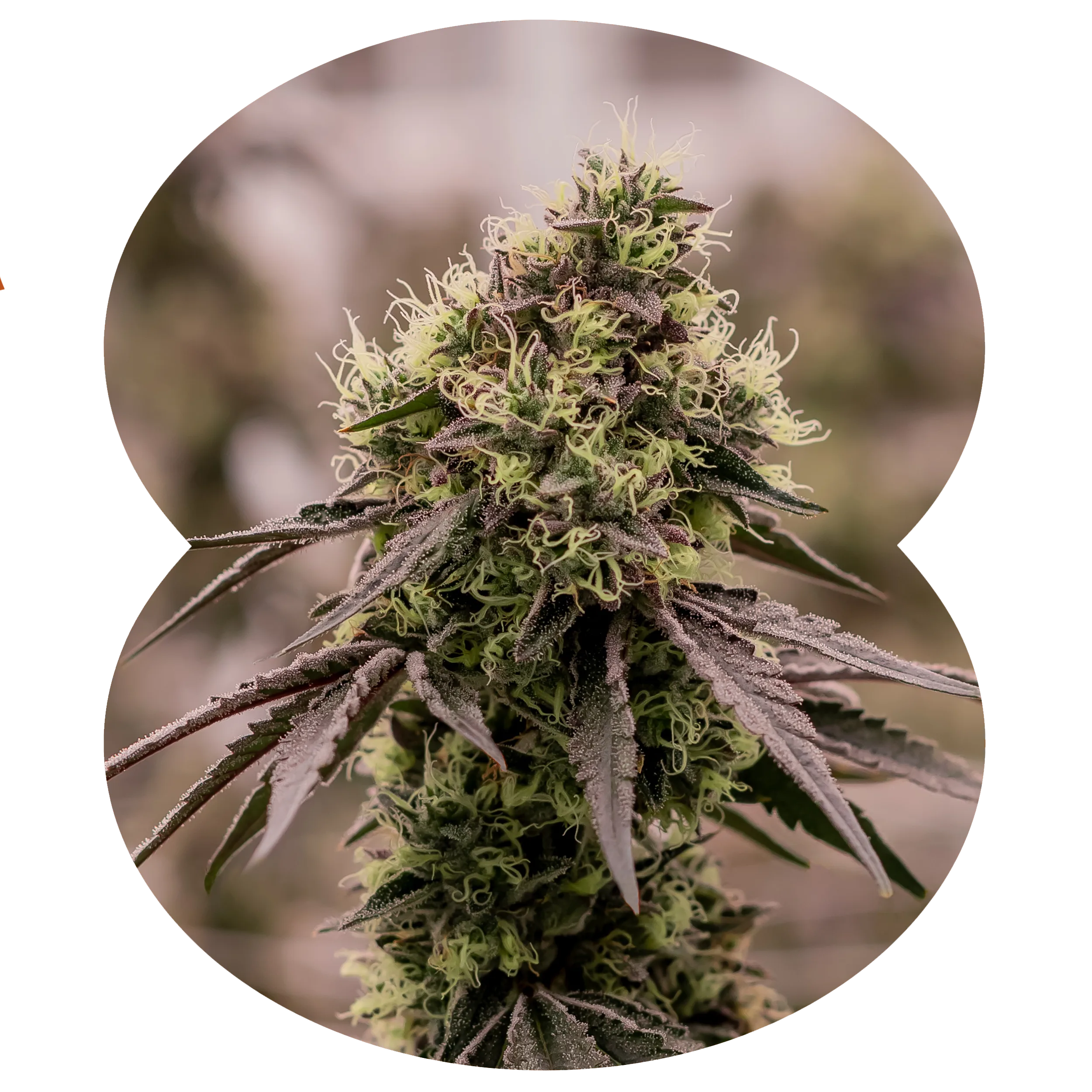 A close-up of a cannabis plant with green buds, white hairs, and dark leaves, displayed within an oval-shaped frame against a light background.